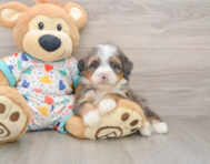 6 week old Mini Bernedoodle Puppy For Sale - Pilesgrove Pups