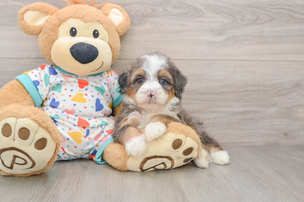 Mini Bernedoodle Puppy for Adoption