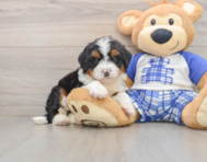 6 week old Mini Bernedoodle Puppy For Sale - Pilesgrove Pups