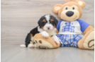 Little Mini Bernesedoodle Poodle Mix Puppy