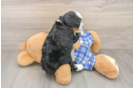 Adorable Mini Bernepoo Poodle Mix Puppy