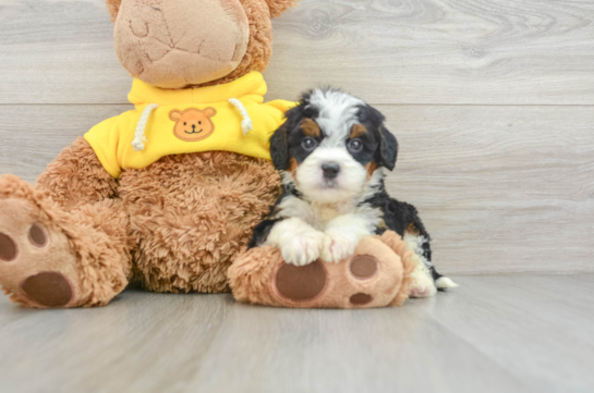 Mini Bernedoodle Pup Being Cute