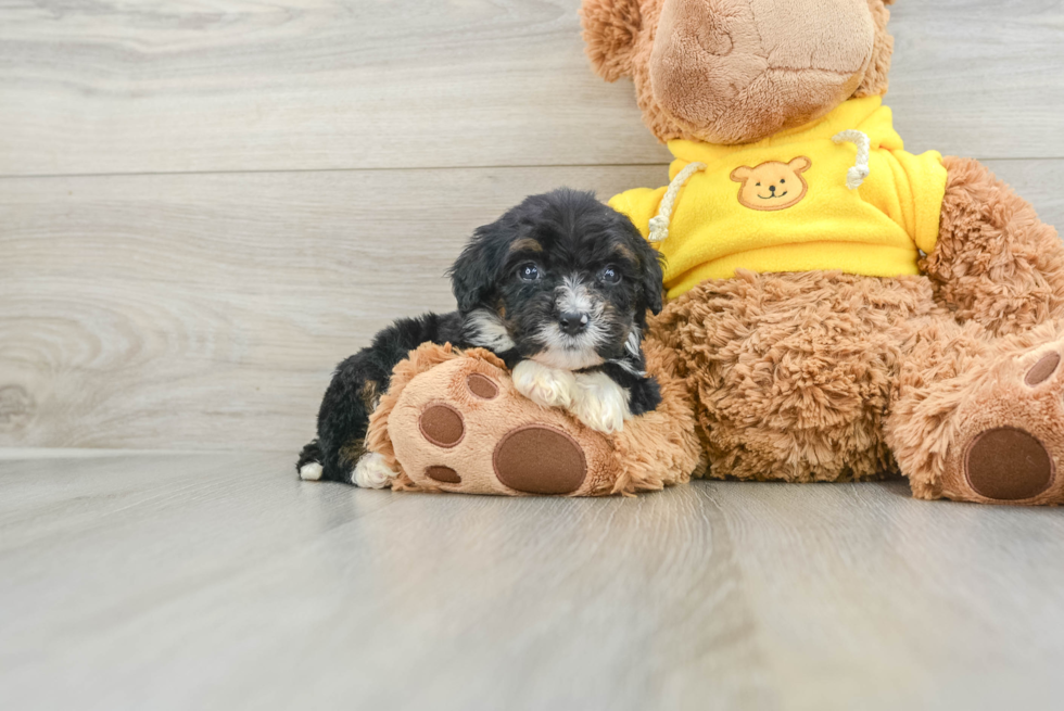 Small Mini Bernedoodle Baby