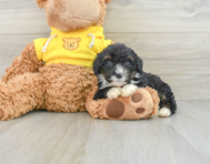 7 week old Mini Bernedoodle Puppy For Sale - Pilesgrove Pups