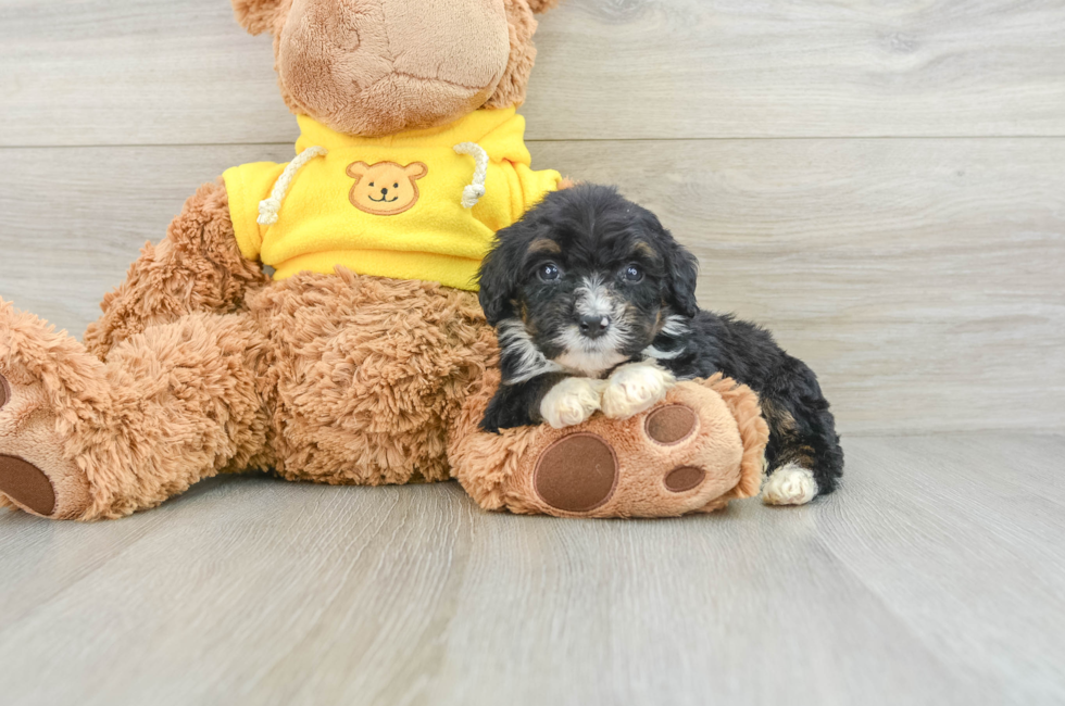 7 week old Mini Bernedoodle Puppy For Sale - Pilesgrove Pups