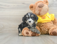 8 week old Mini Bernedoodle Puppy For Sale - Pilesgrove Pups