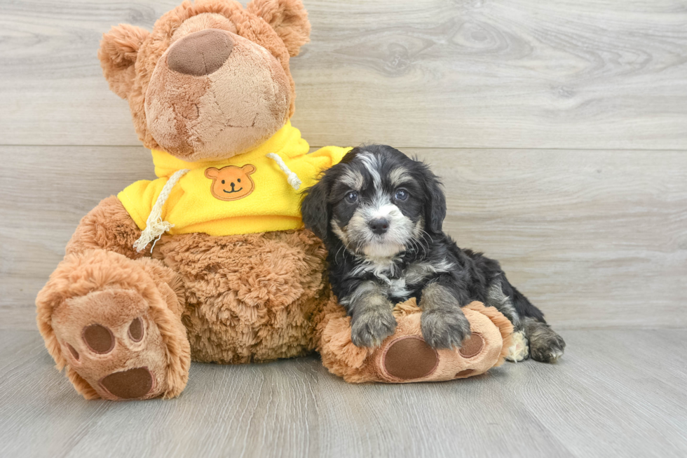 Best Mini Bernedoodle Baby