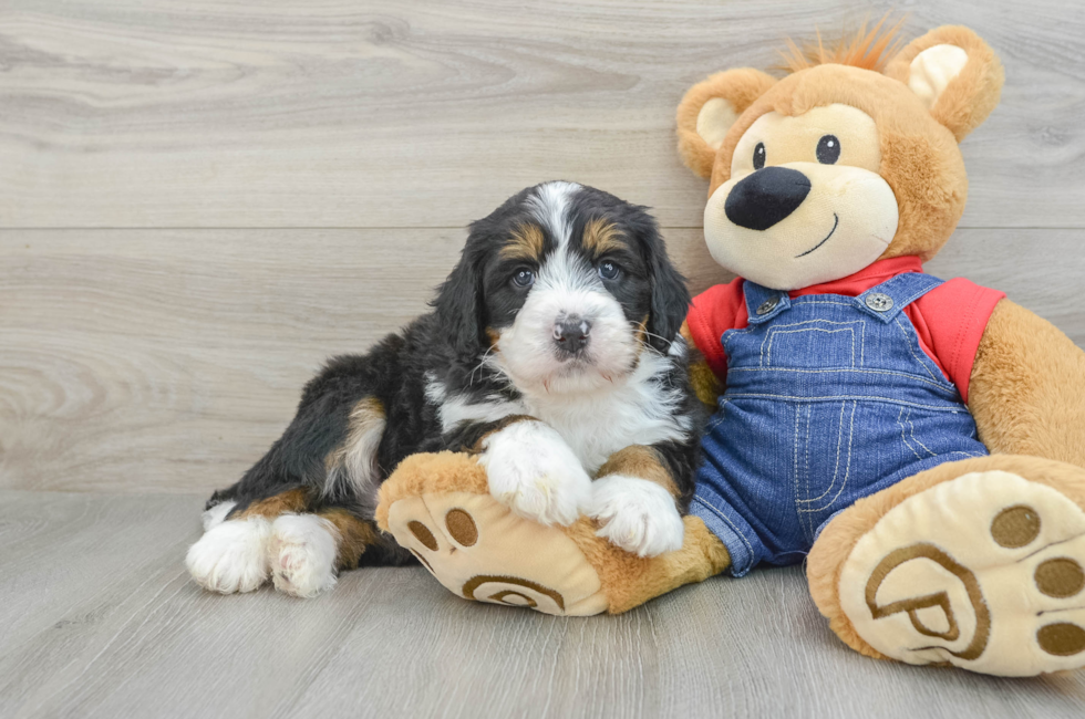 5 week old Mini Bernedoodle Puppy For Sale - Pilesgrove Pups