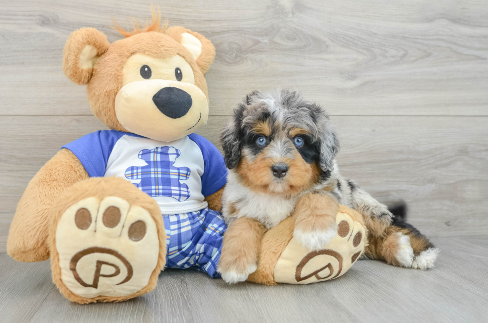 6 week old Mini Bernedoodle Puppy For Sale - Pilesgrove Pups