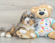 8 week old Mini Bernedoodle Puppy For Sale - Pilesgrove Pups