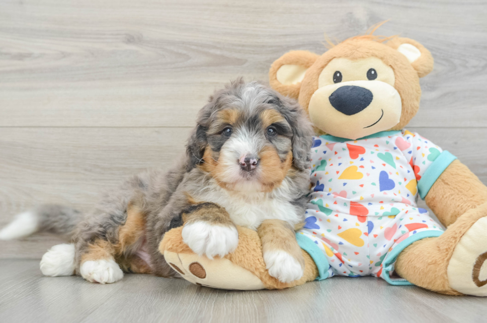 8 week old Mini Bernedoodle Puppy For Sale - Pilesgrove Pups