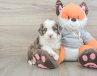 7 week old Mini Bernedoodle Puppy For Sale - Pilesgrove Pups