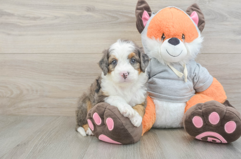 5 week old Mini Bernedoodle Puppy For Sale - Pilesgrove Pups