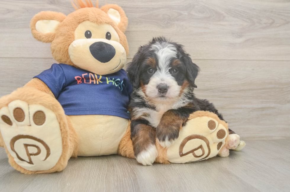 5 week old Mini Bernedoodle Puppy For Sale - Pilesgrove Pups