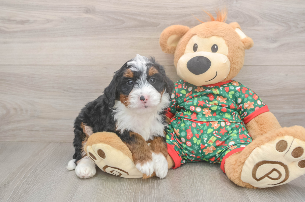 5 week old Mini Bernedoodle Puppy For Sale - Pilesgrove Pups