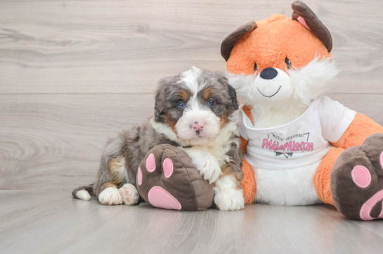 Little Mini Bernesepoo Poodle Mix Puppy
