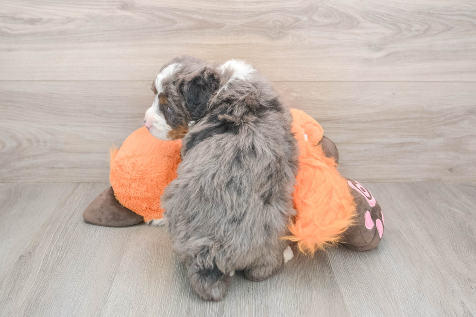 Hypoallergenic Mini Bernesedoodle Poodle Mix Puppy