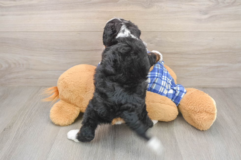 Best Mini Bernedoodle Baby