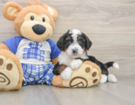 6 week old Mini Bernedoodle Puppy For Sale - Pilesgrove Pups