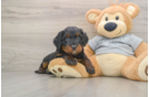 Mini Bernedoodle Pup Being Cute