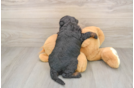 Best Mini Bernedoodle Baby