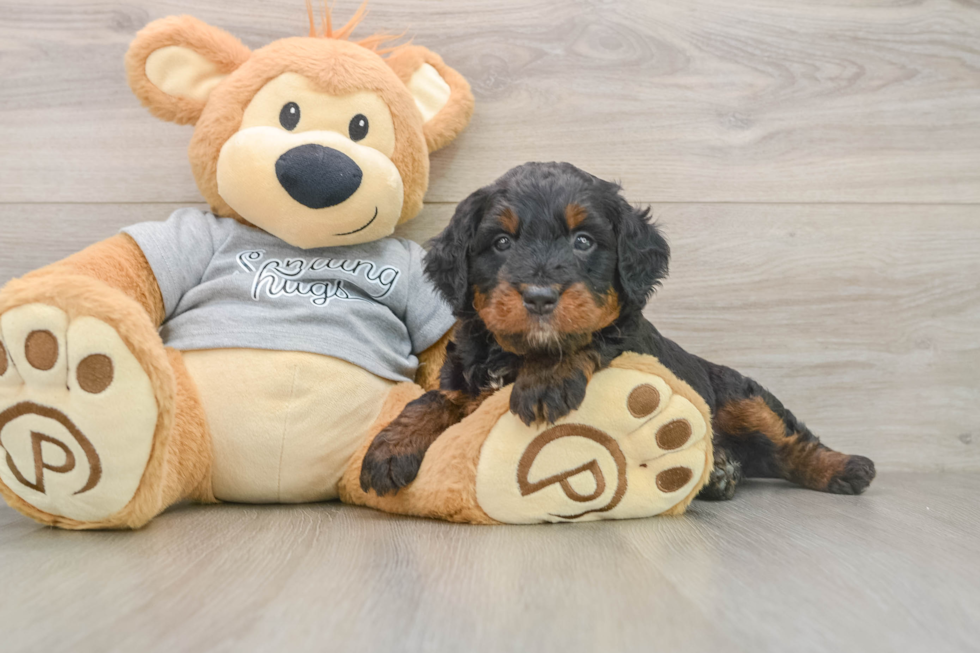 Sweet Mini Bernedoodle Baby