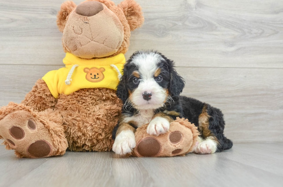 6 week old Mini Bernedoodle Puppy For Sale - Pilesgrove Pups