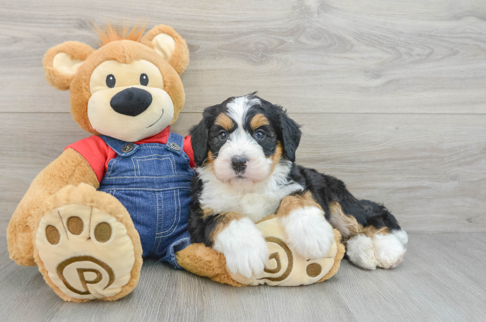 5 week old Mini Bernedoodle Puppy For Sale - Pilesgrove Pups