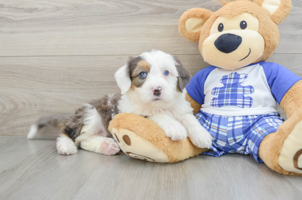 7 week old Mini Bernedoodle Puppy For Sale - Pilesgrove Pups