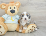 5 week old Mini Bernedoodle Puppy For Sale - Pilesgrove Pups
