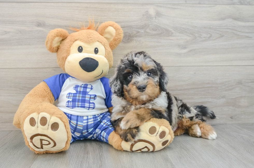 6 week old Mini Bernedoodle Puppy For Sale - Pilesgrove Pups