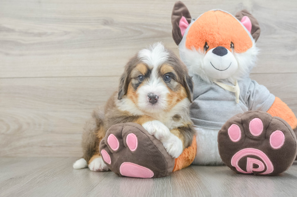 5 week old Mini Bernedoodle Puppy For Sale - Pilesgrove Pups