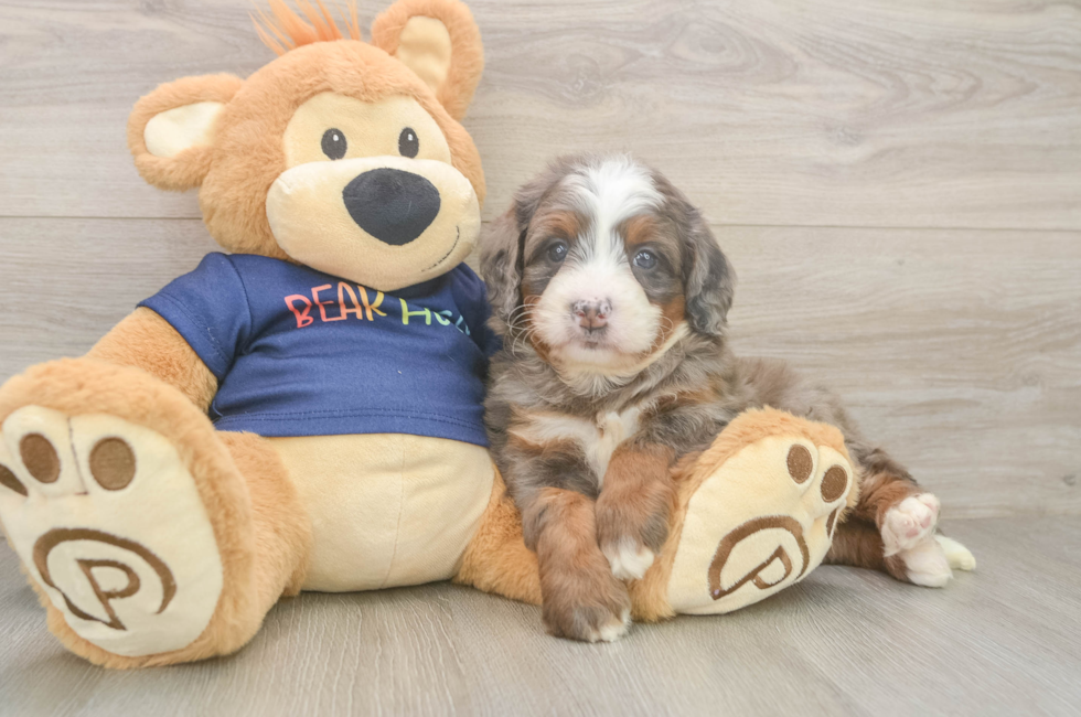 5 week old Mini Bernedoodle Puppy For Sale - Pilesgrove Pups