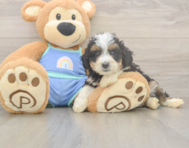 5 week old Mini Bernedoodle Puppy For Sale - Pilesgrove Pups