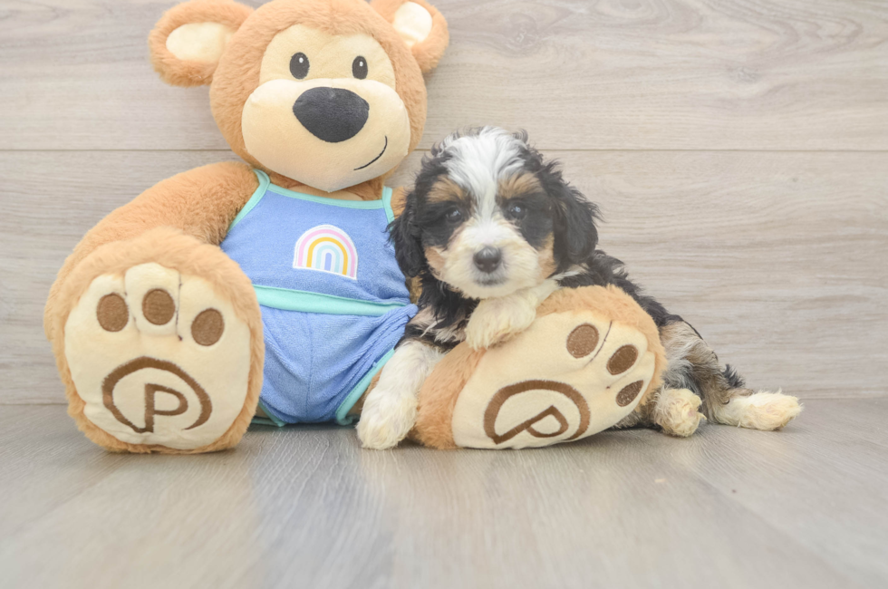 5 week old Mini Bernedoodle Puppy For Sale - Pilesgrove Pups