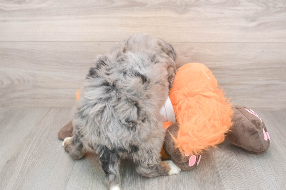 Playful Mini Bernepoo Poodle Mix Puppy