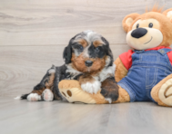 5 week old Mini Bernedoodle Puppy For Sale - Pilesgrove Pups