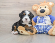 6 week old Mini Bernedoodle Puppy For Sale - Pilesgrove Pups
