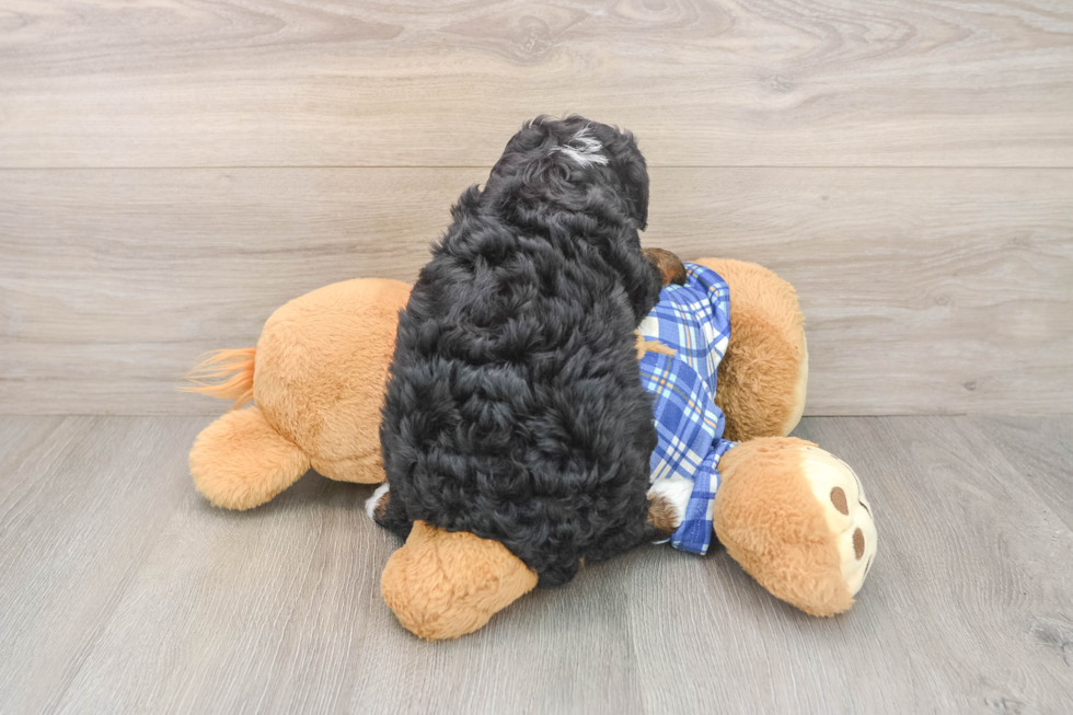 Adorable Mini Bernepoo Poodle Mix Puppy