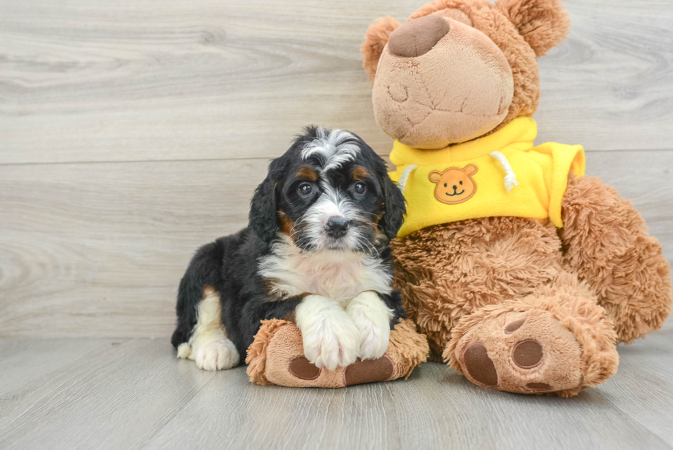 Playful Mini Bernesepoo Poodle Mix Puppy