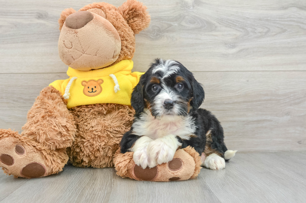 6 week old Mini Bernedoodle Puppy For Sale - Pilesgrove Pups