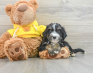 8 week old Mini Bernedoodle Puppy For Sale - Pilesgrove Pups