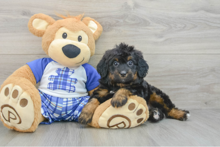 Best Mini Bernedoodle Baby