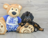7 week old Mini Bernedoodle Puppy For Sale - Pilesgrove Pups