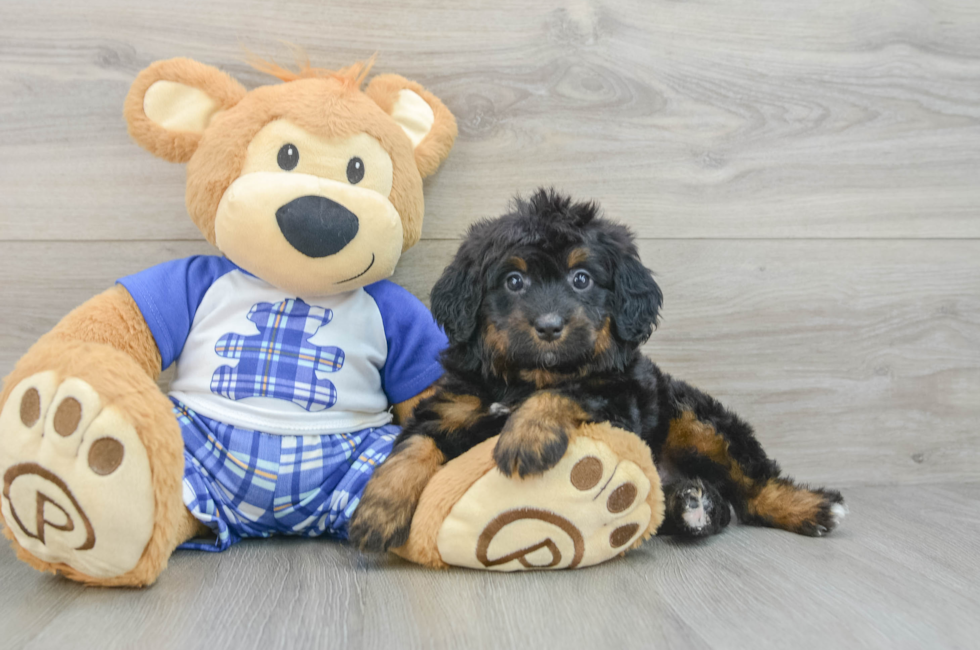 6 week old Mini Bernedoodle Puppy For Sale - Pilesgrove Pups