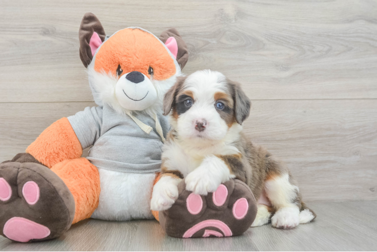 Mini Bernedoodle Puppy for Adoption
