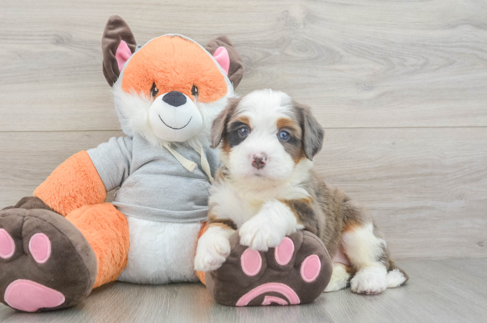 5 week old Mini Bernedoodle Puppy For Sale - Pilesgrove Pups