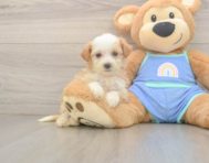 6 week old Mini Bernedoodle Puppy For Sale - Pilesgrove Pups