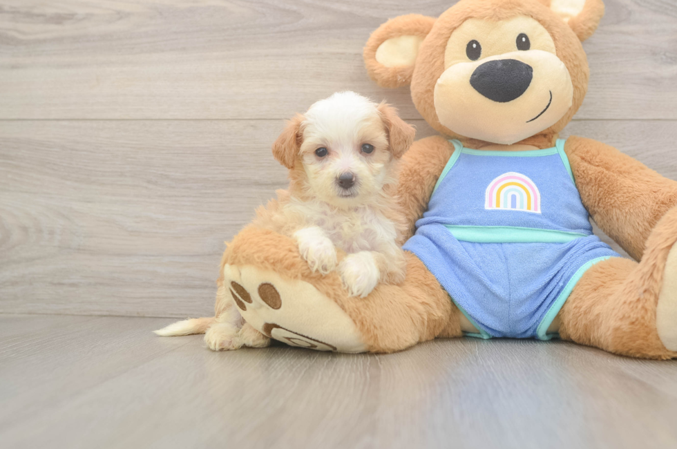 5 week old Mini Bernedoodle Puppy For Sale - Pilesgrove Pups