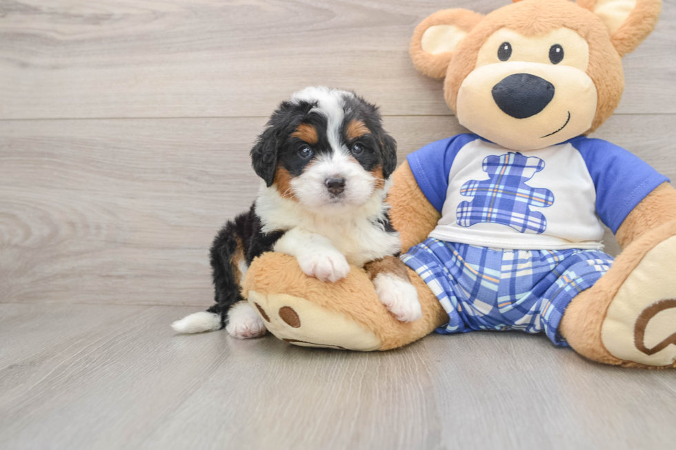 Best Mini Bernedoodle Baby
